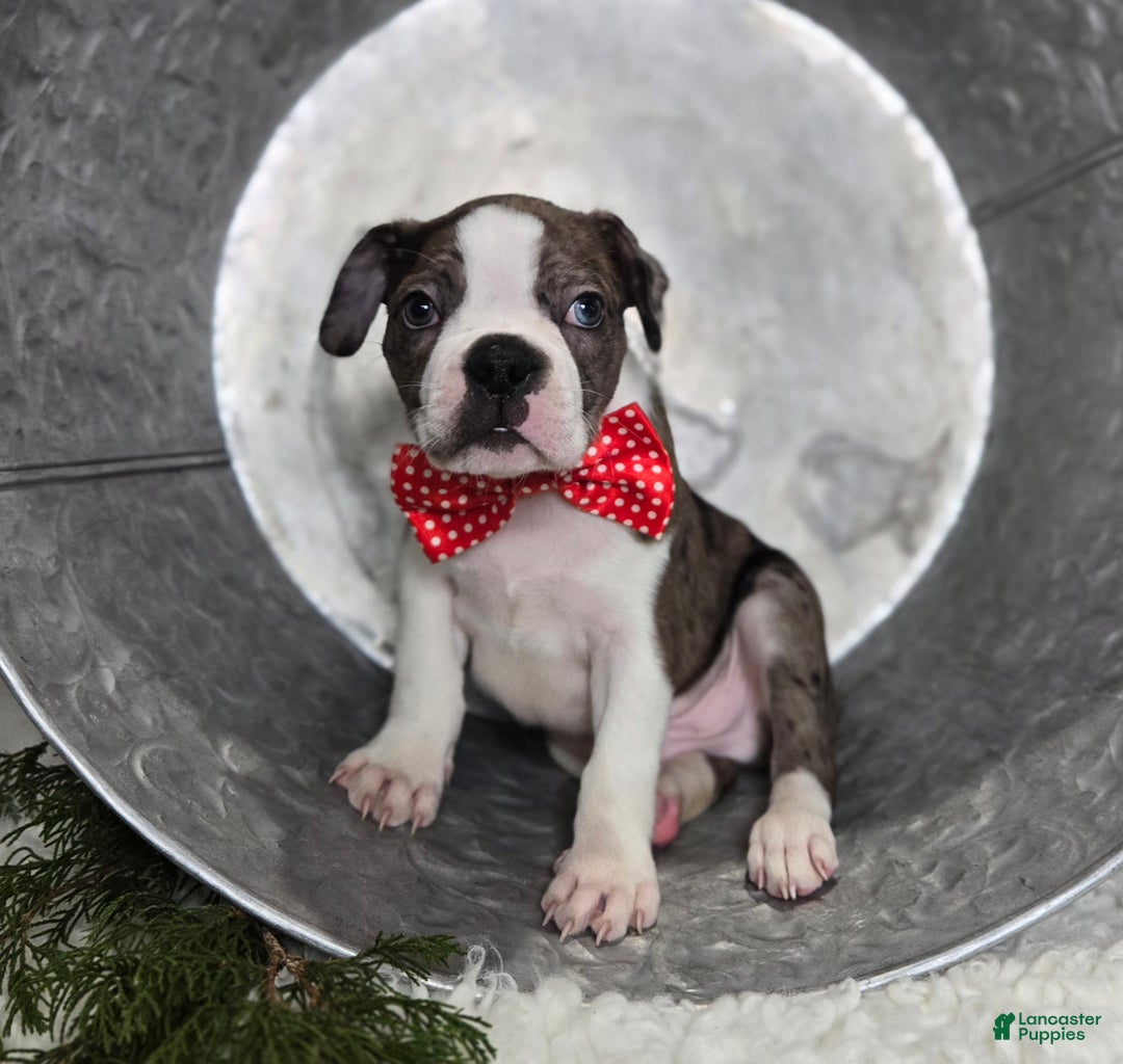 Boston Terrier dogs for sale: Chase - Ad 4