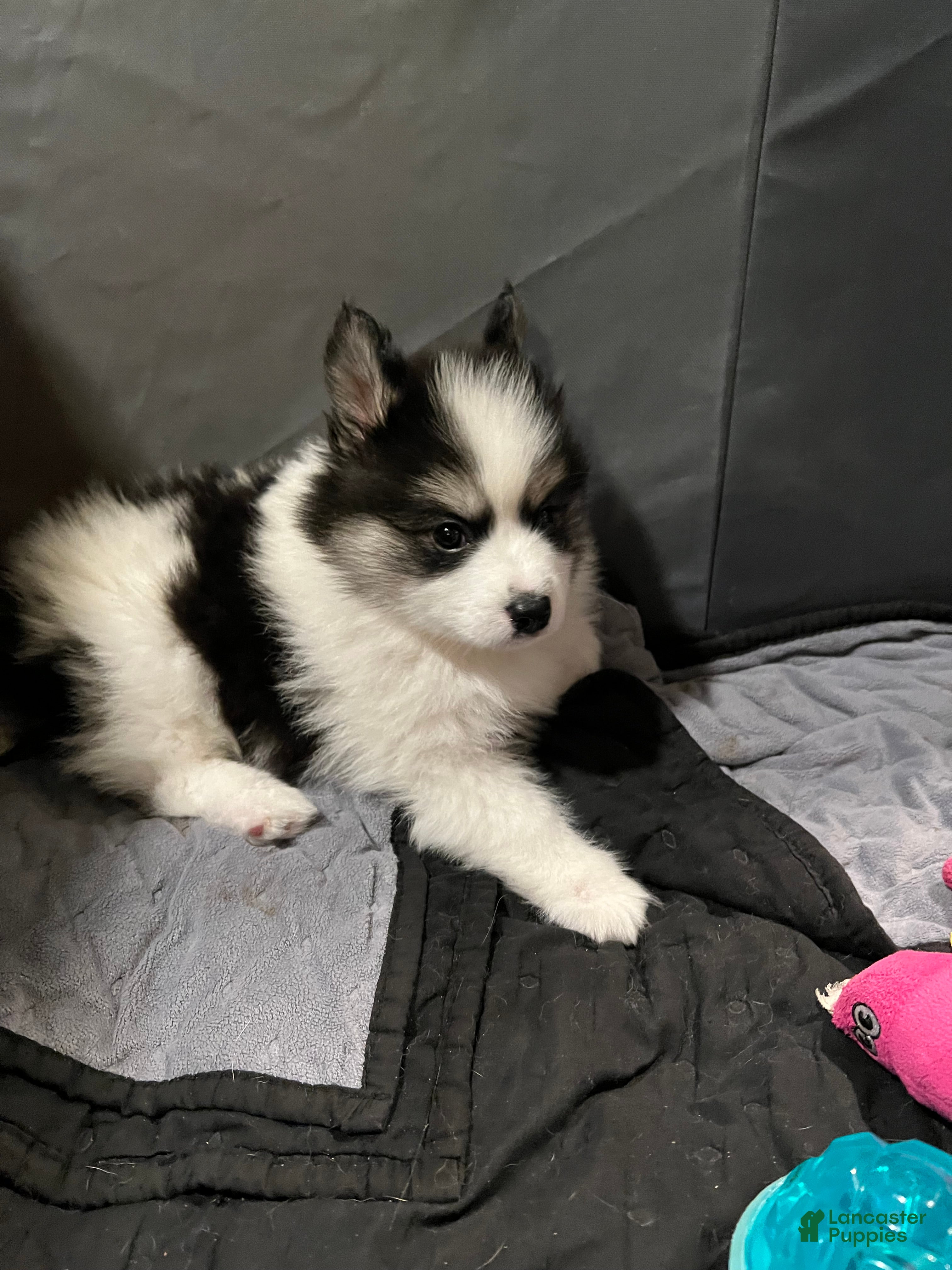 Pomsky dogs Pomsky Puppy 1 - Ad 7