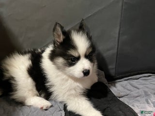 Pomsky dogs Pomsky Puppy 1 - Ad 2