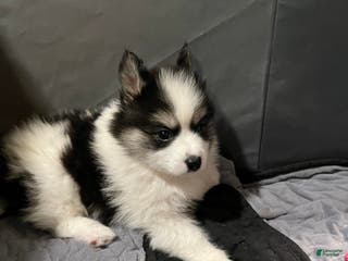 Pomsky dogs Pomsky Puppy 1 - Ad 6