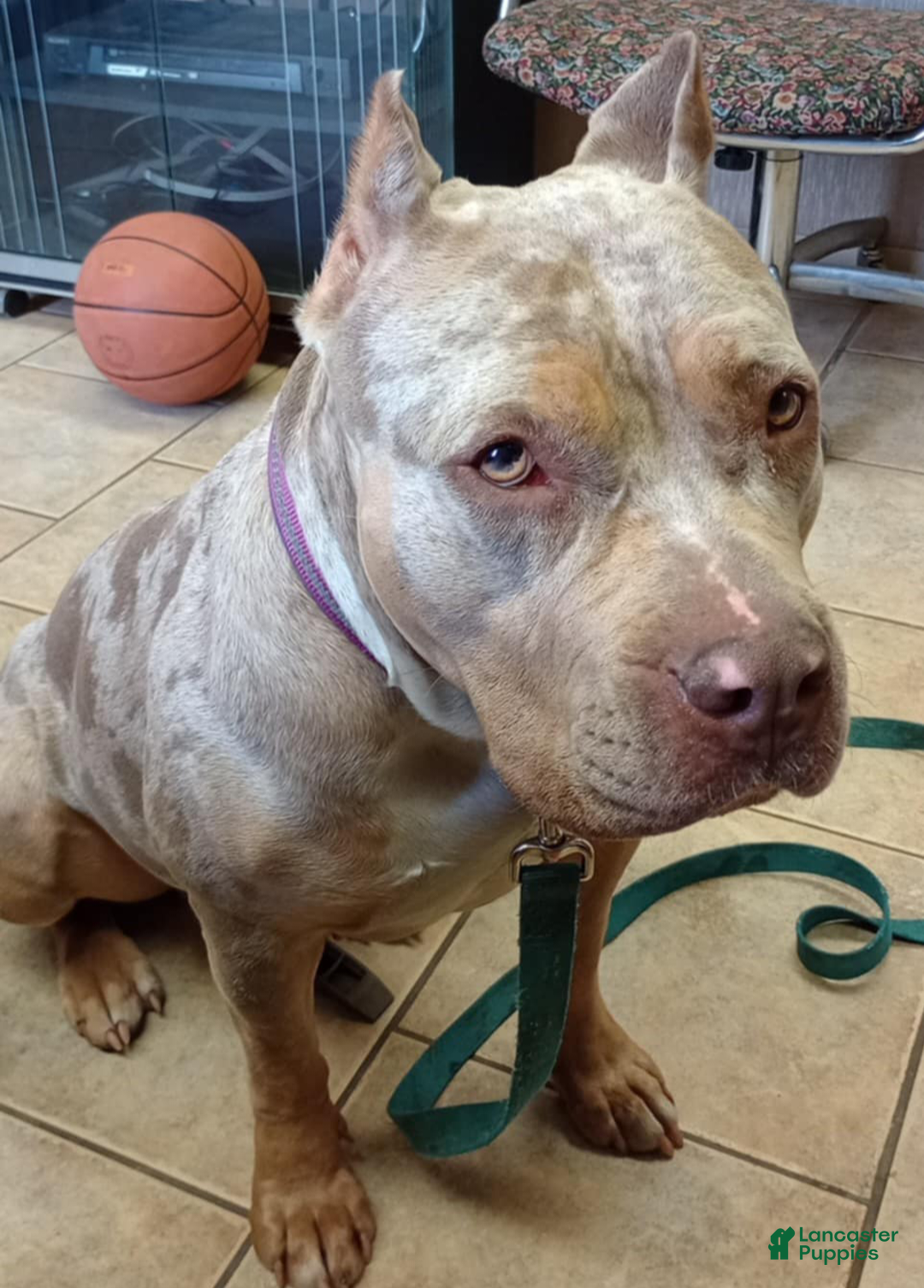 Gallery Image {{count}}