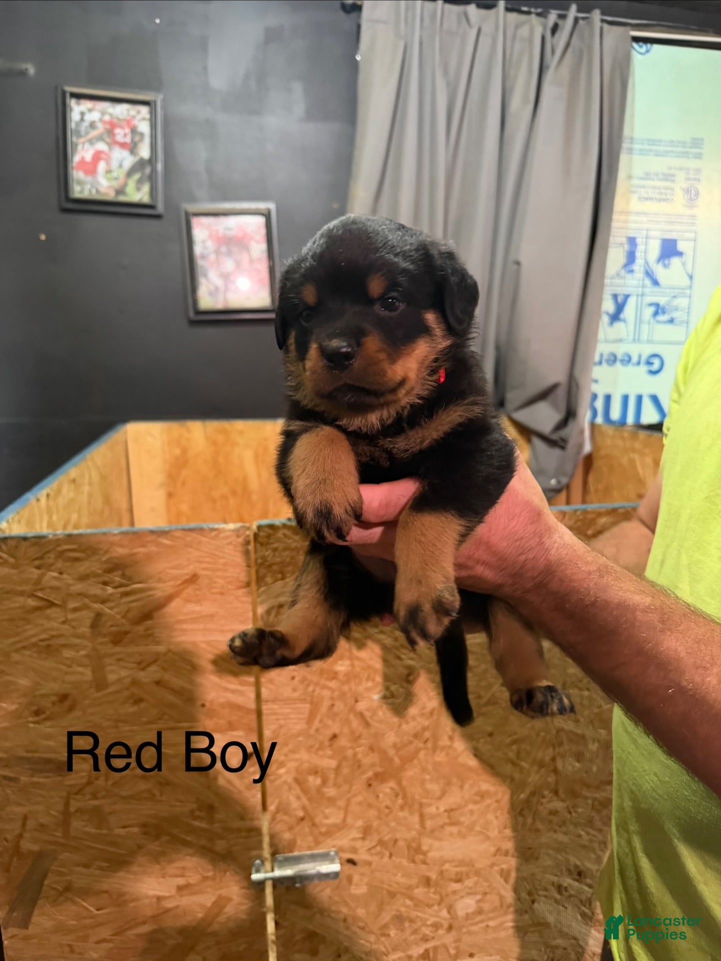 Rottweiler dogs Rottweiler 1 - Ad 1