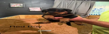 Rottweiler 1