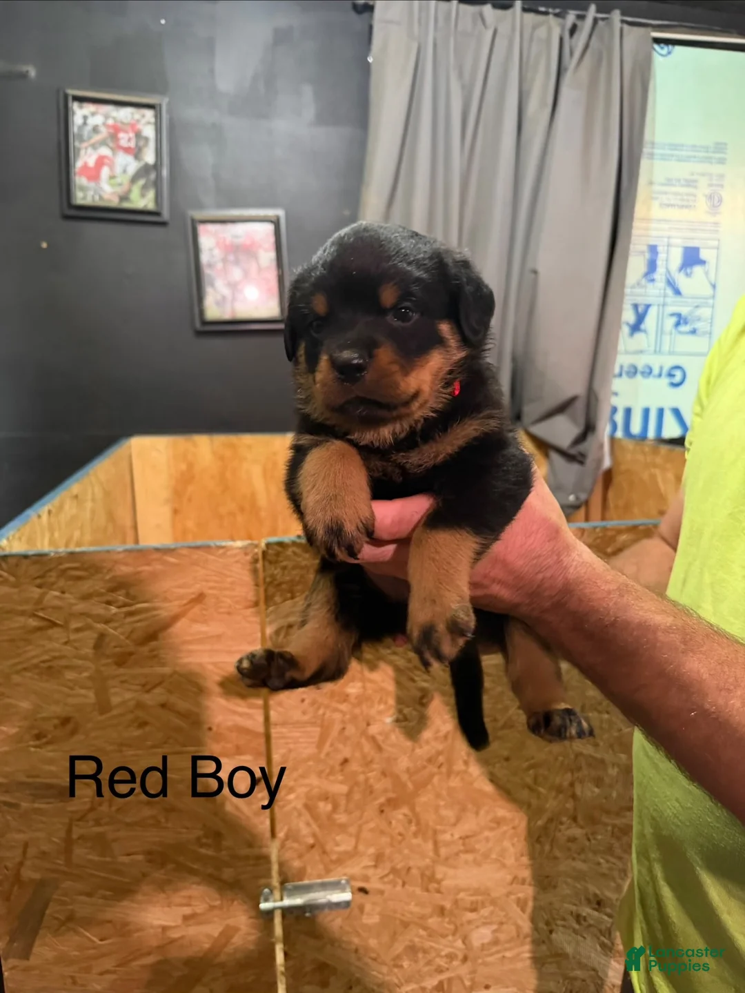 Rottweiler dogs for sale: Rottweiler 1 - Ad 1
