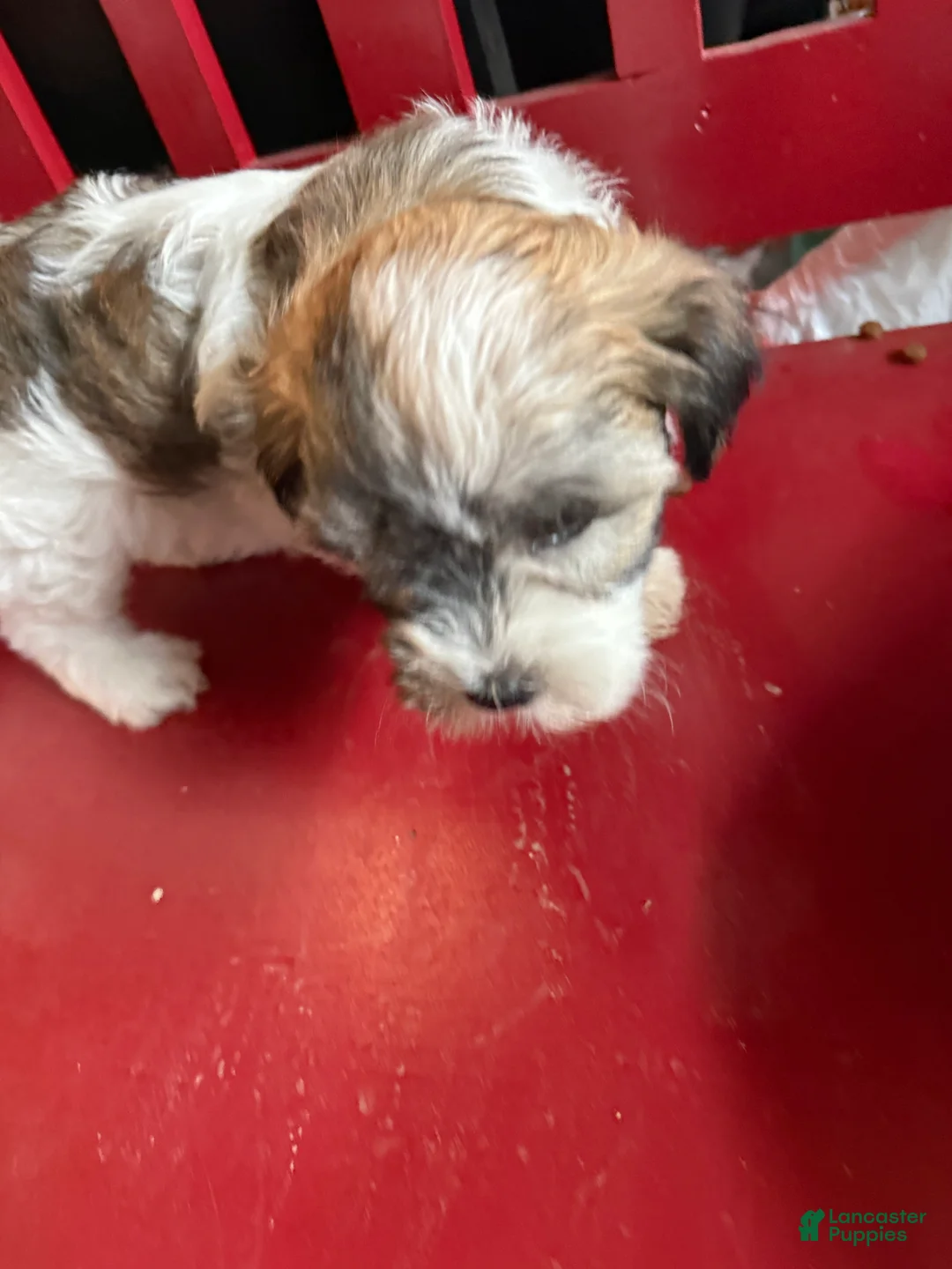 Havanese dogs for sale: Havanese Puppy 2 - Ad 2