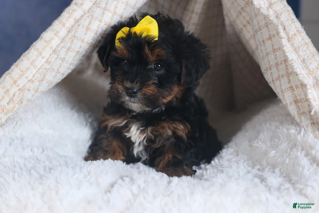 Yorkiepoo dogs for sale: JUDY - Ad 13