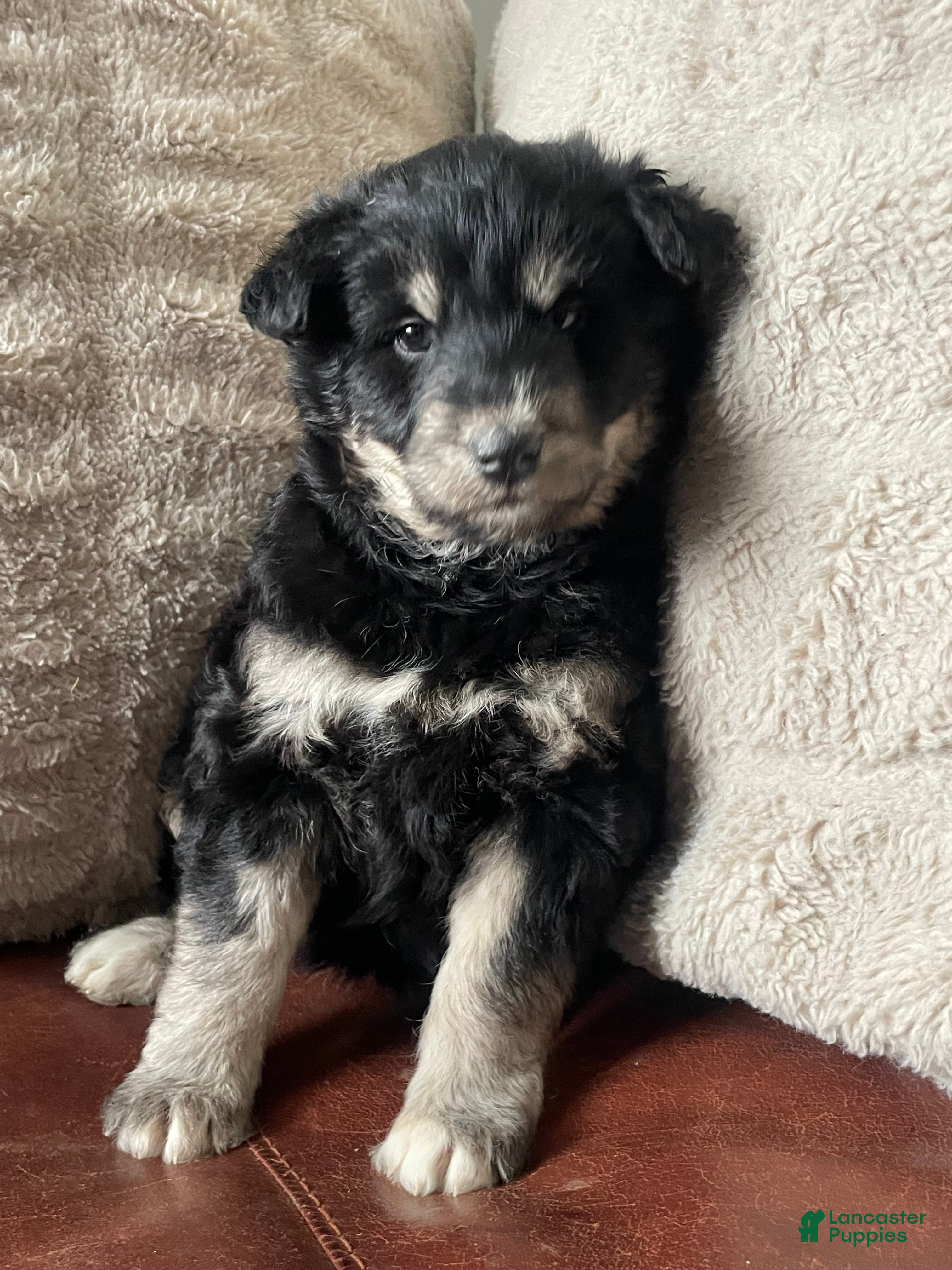 Mixed Breed dogs Maya Angelou - Ad 30