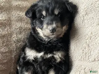 Mixed Breed dogs Maya Angelou - Ad 30