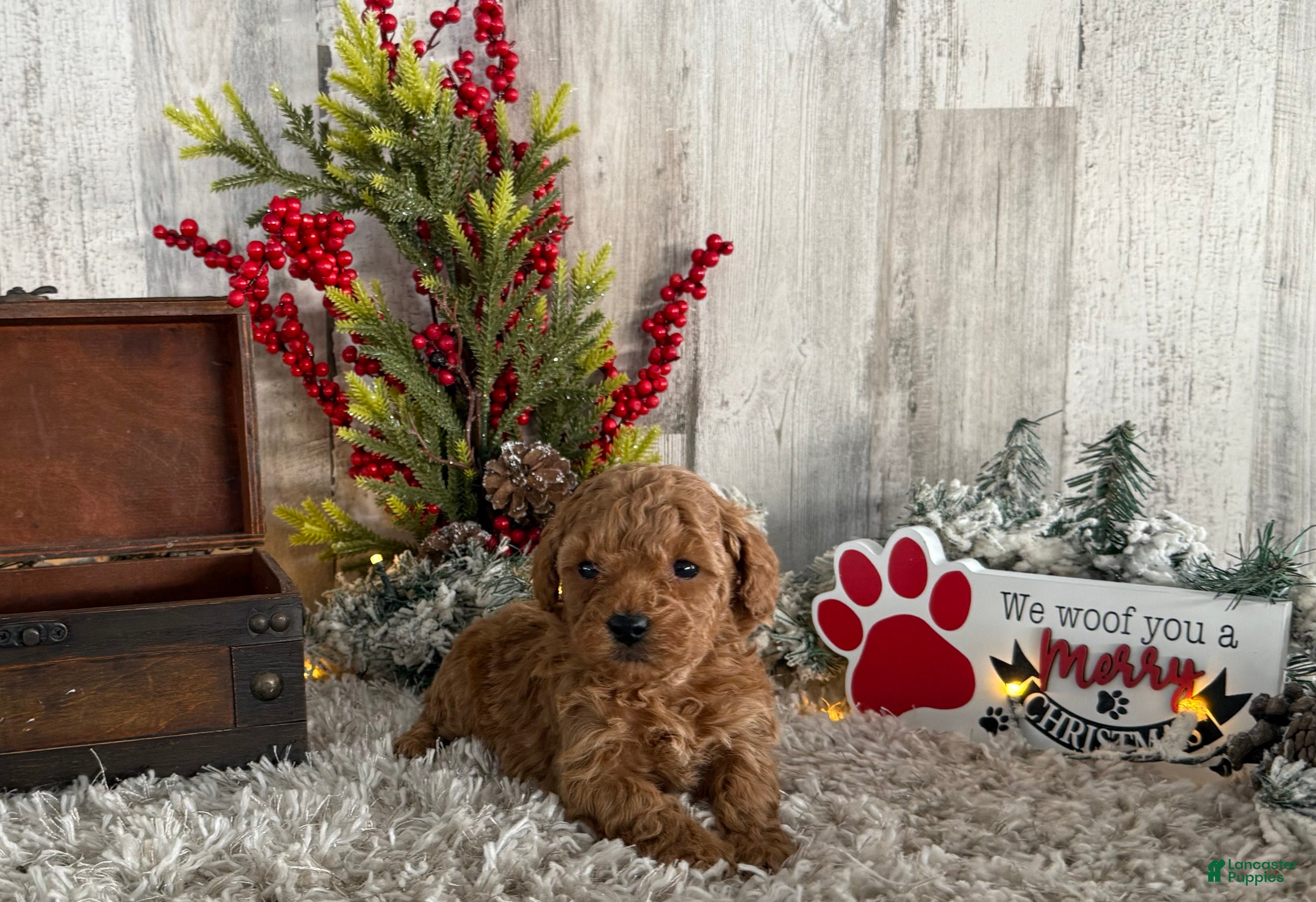 Toy Poodle dogs Tyson - Ad 34