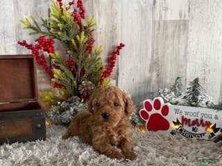 Toy Poodle dogs Tyson - Ad 36
