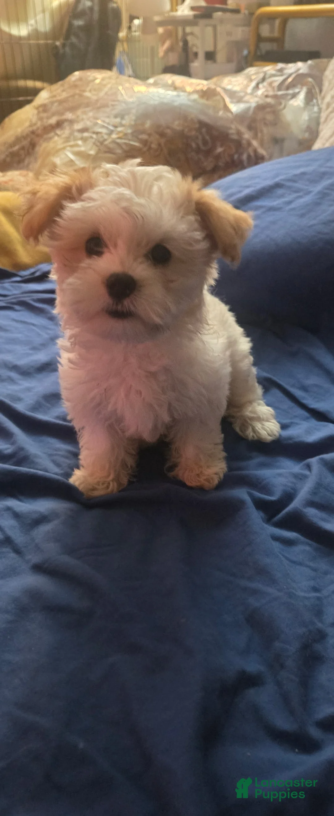 Maltipoo dogs for sale: Maltipoo 1 - Ad 1