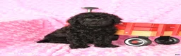 Miniature Poodle dogs for sale: Ellie - Ad 4