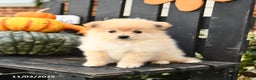 Pomeranian dogs for sale: Mocha - Ad 2