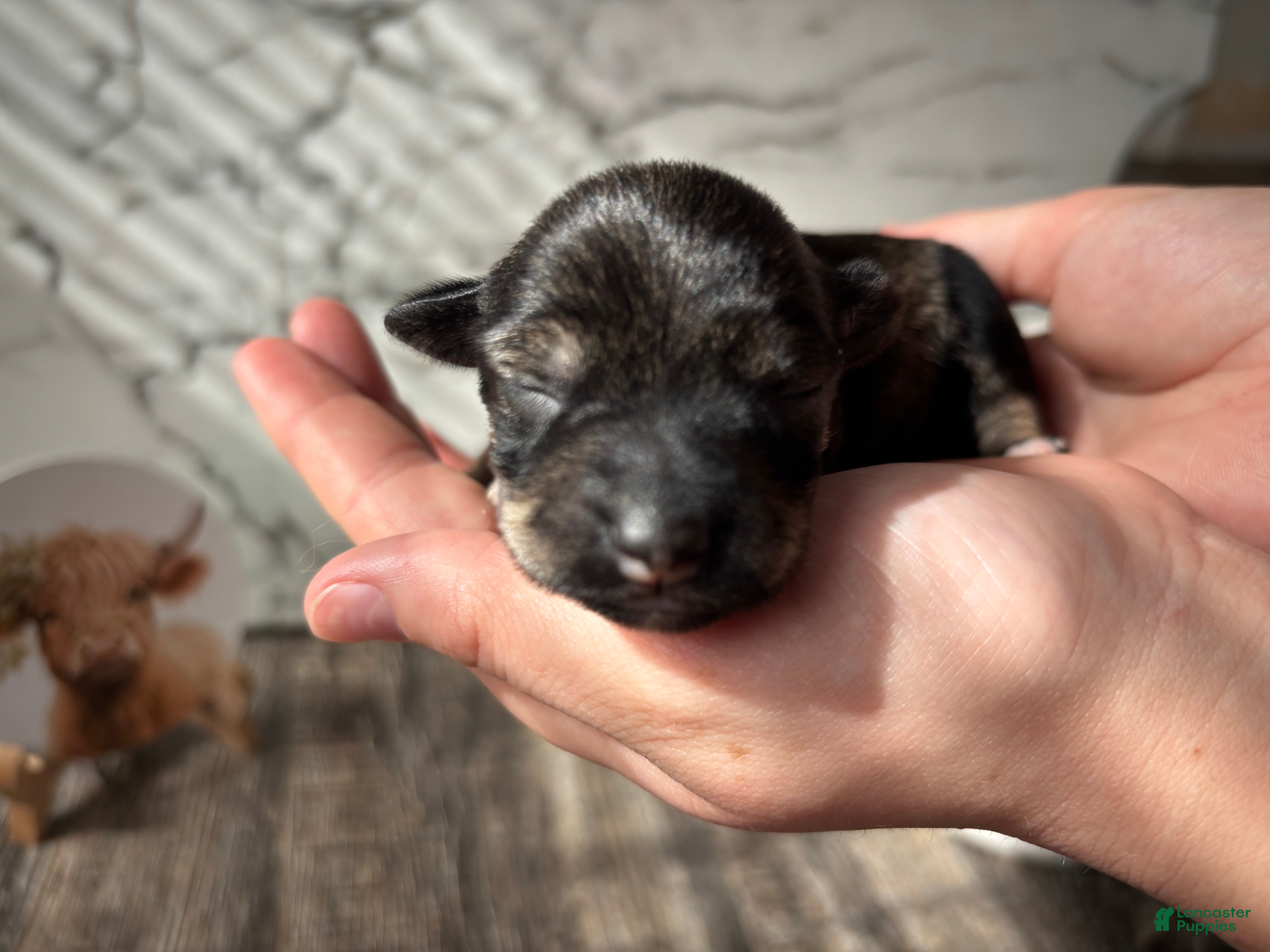 Miniature Schnauzer dogs Miniature Schnauzer 4 - Ad 4