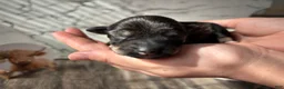 Miniature Schnauzer dogs for sale: Miniature Schnauzer 4 - Ad 1