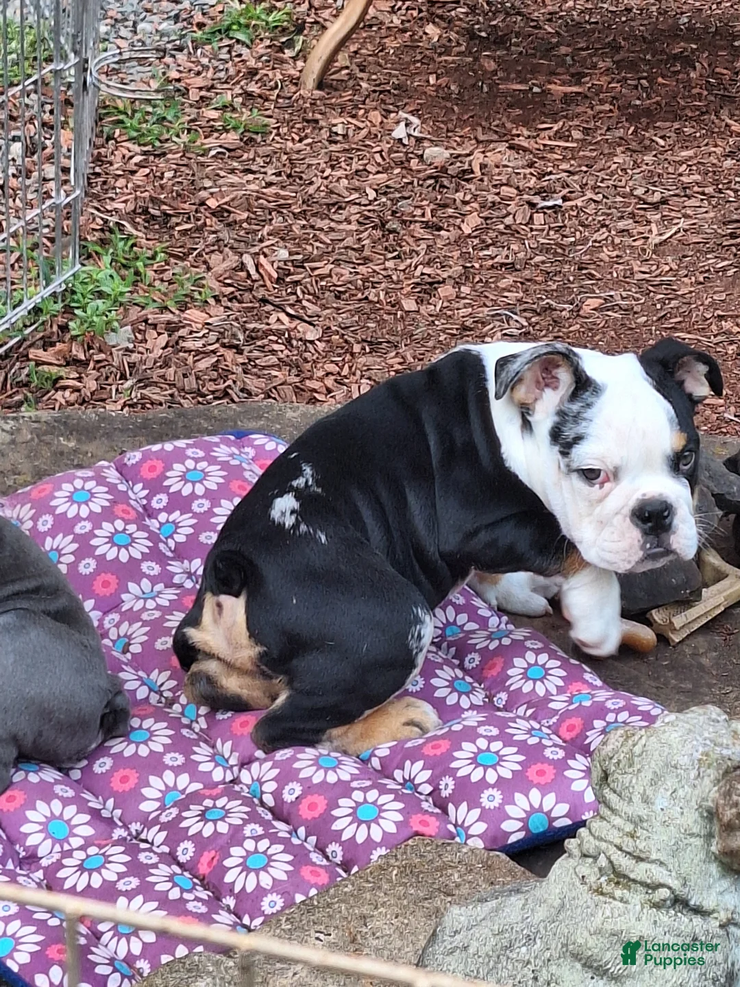English Bulldog dogs for sale: ElVIS  - Ad 2