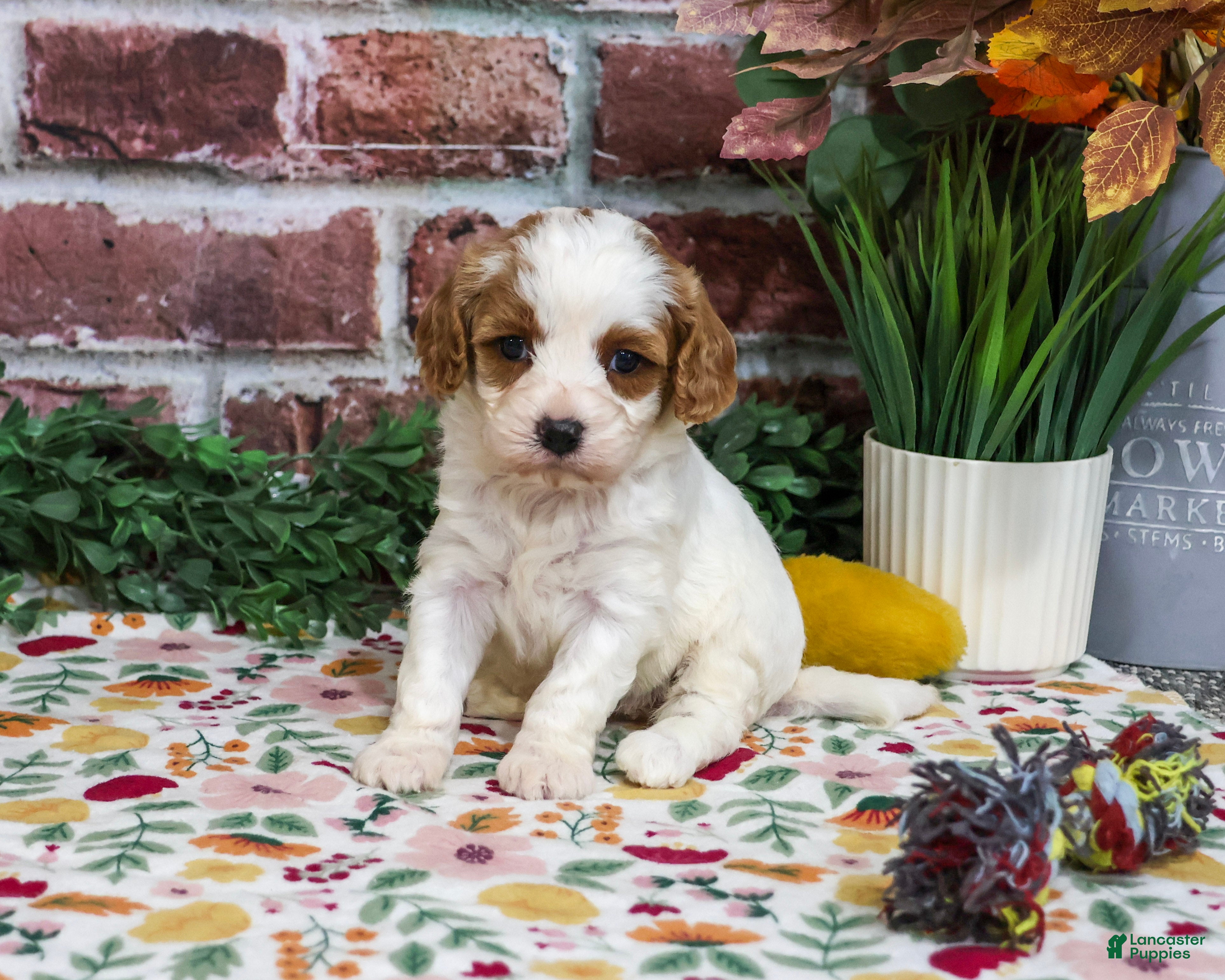 Cavapoo dogs Aurora - Ad 39