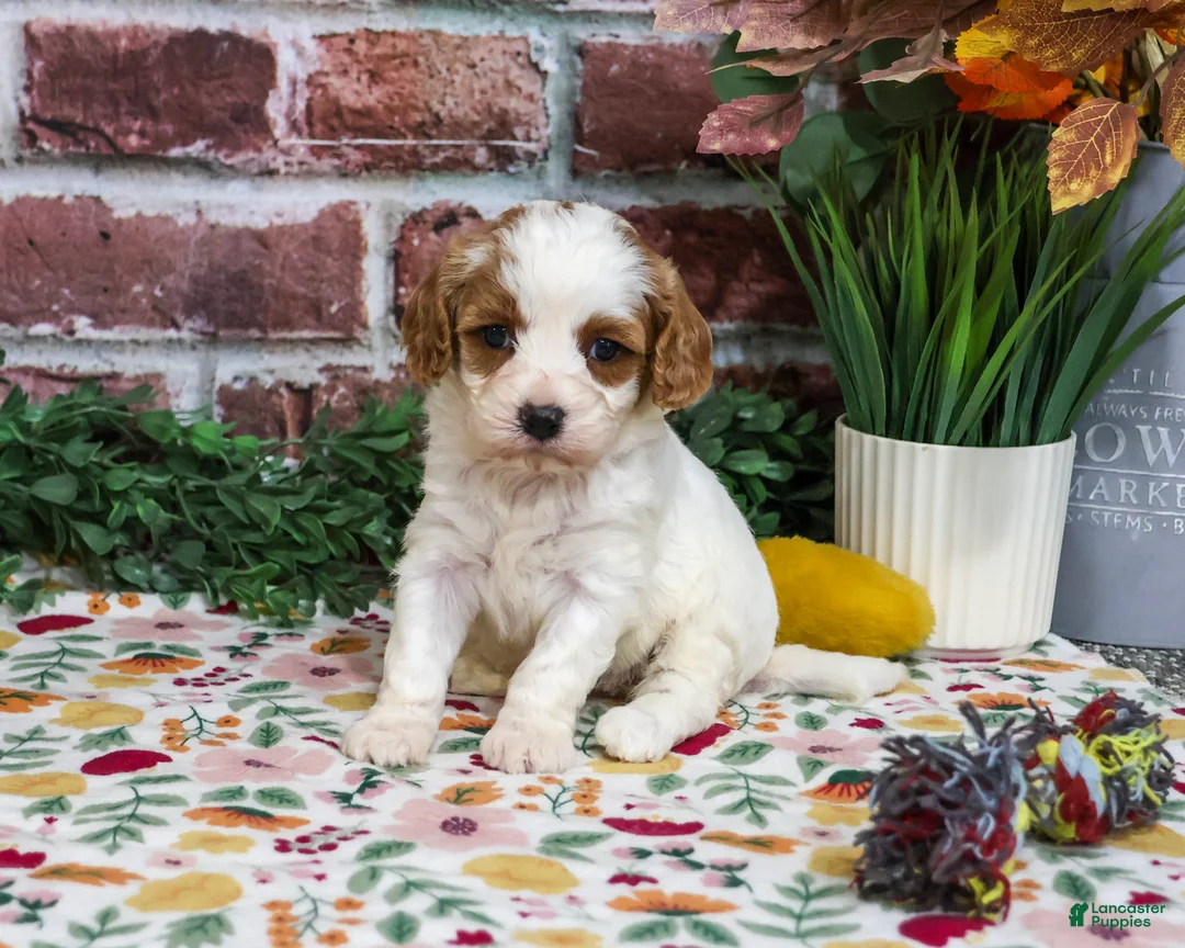 Cavapoo dogs for sale: Aurora - Ad 1