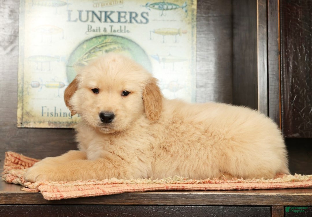 Golden Retriever dogs for sale: Boomer - Ad 5