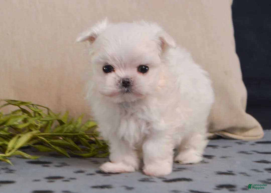Maltese dogs for sale: Snowball - Ad 7