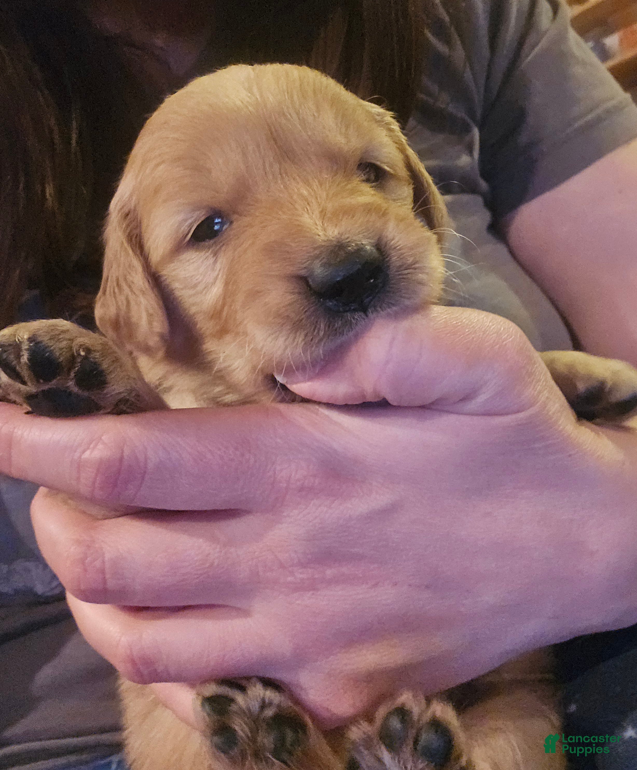 Golden Retriever dogs Pink Girl - Ad 3