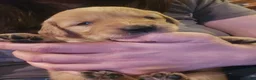 Golden Retriever dogs for sale: Pink Girl - Ad 1