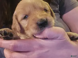 Golden Retriever dogs Pink Girl - Ad 3