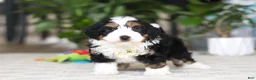 Mini Bernedoodle dogs for sale: Charlie - Ad 4
