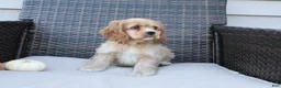 Cocker Spaniel dogs for sale: Cinnamon - Ad 3