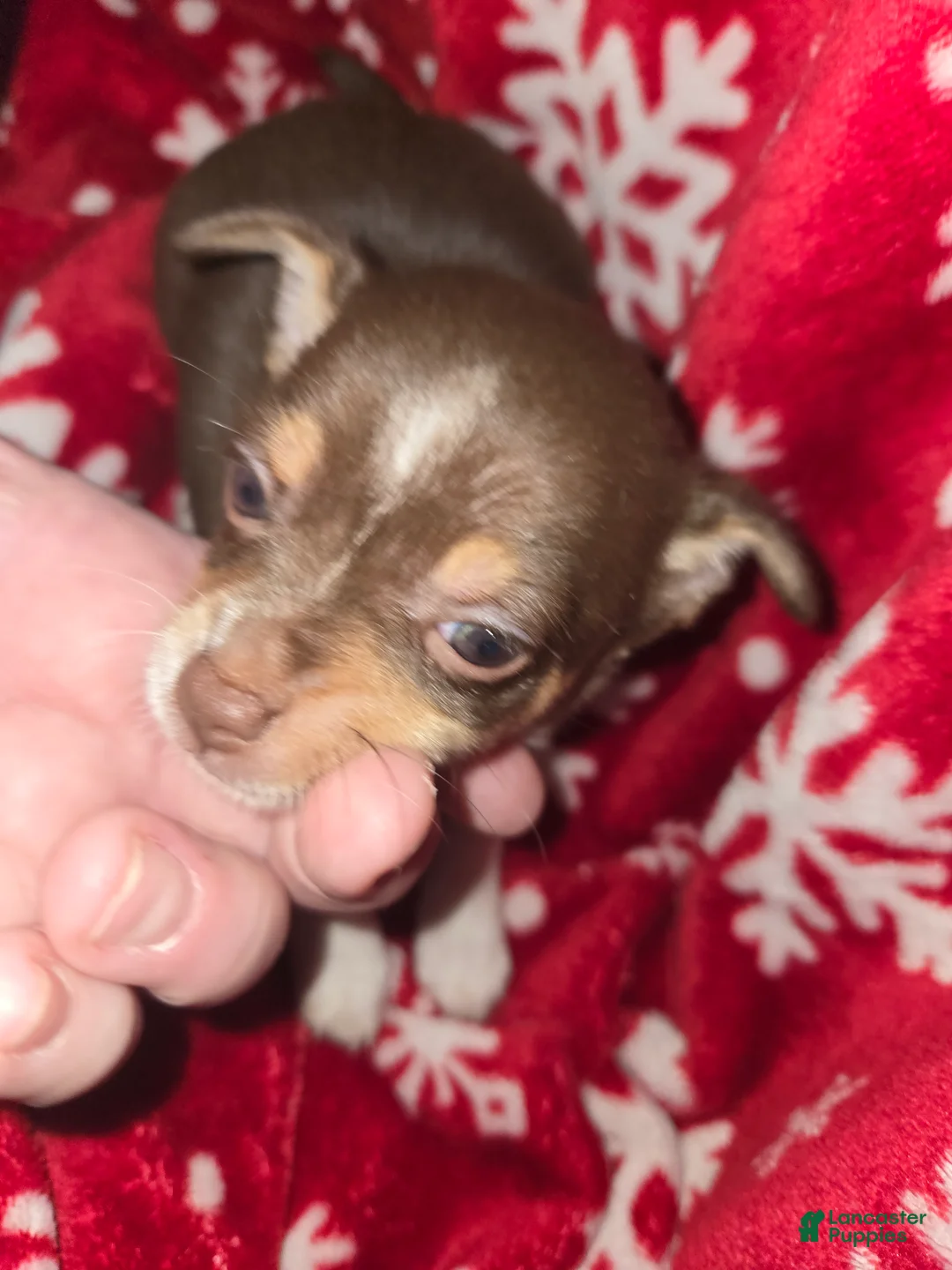 Chihuahua dogs for sale: Chocolate Boy - Ad 2