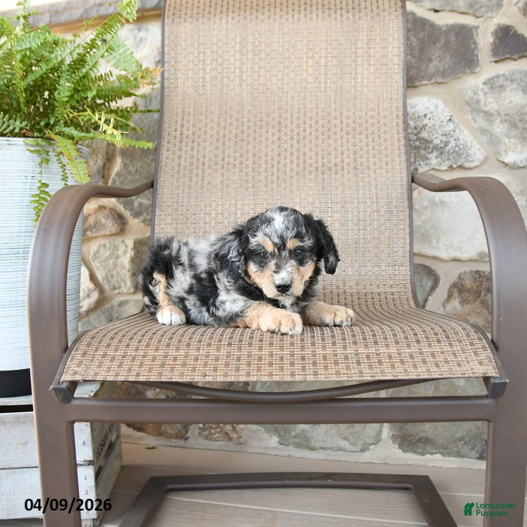 Mixed Breed dogs for sale: Pebbles - Ad 3