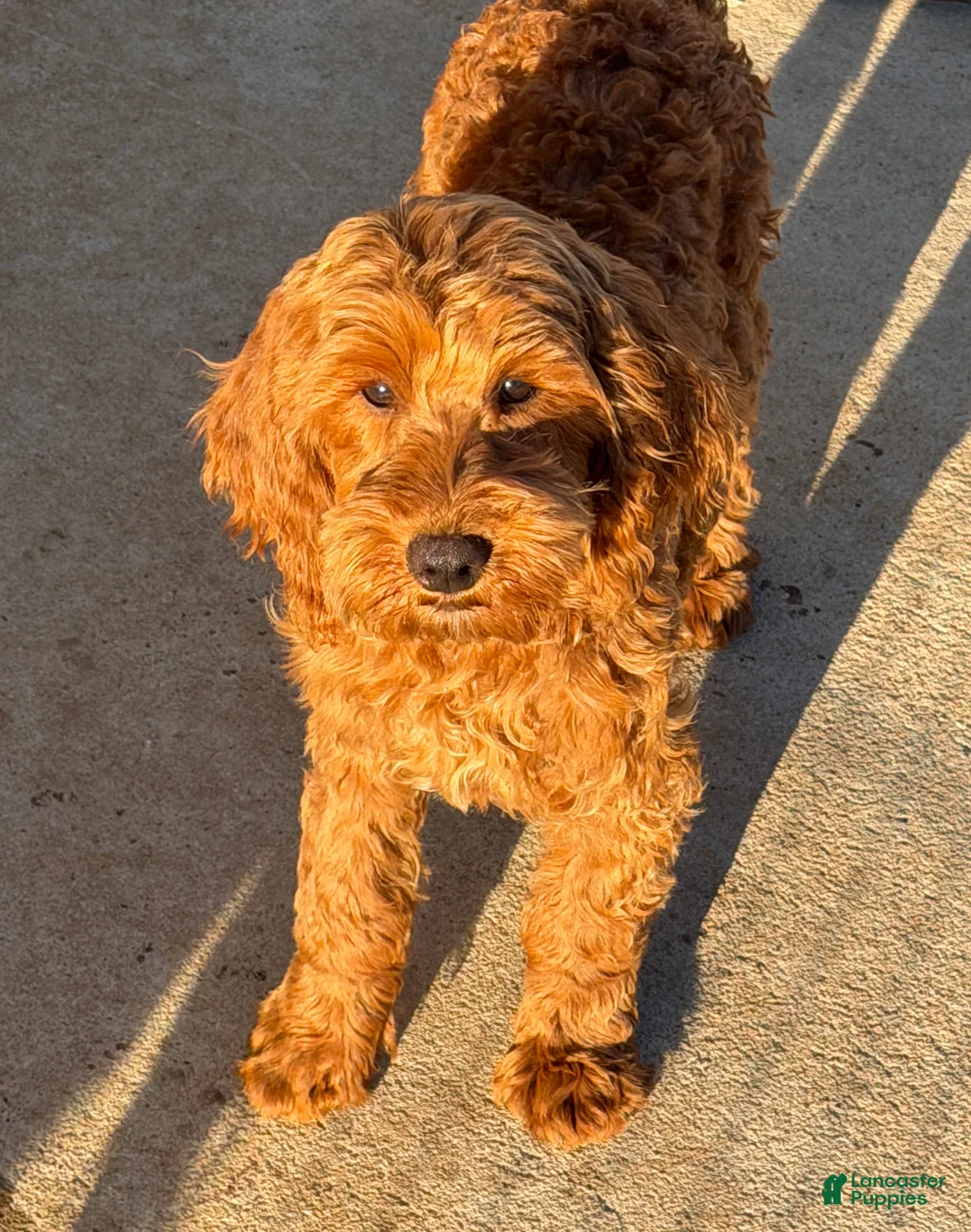 Mini Goldendoodle dogs for sale: Teddy - Ad 5