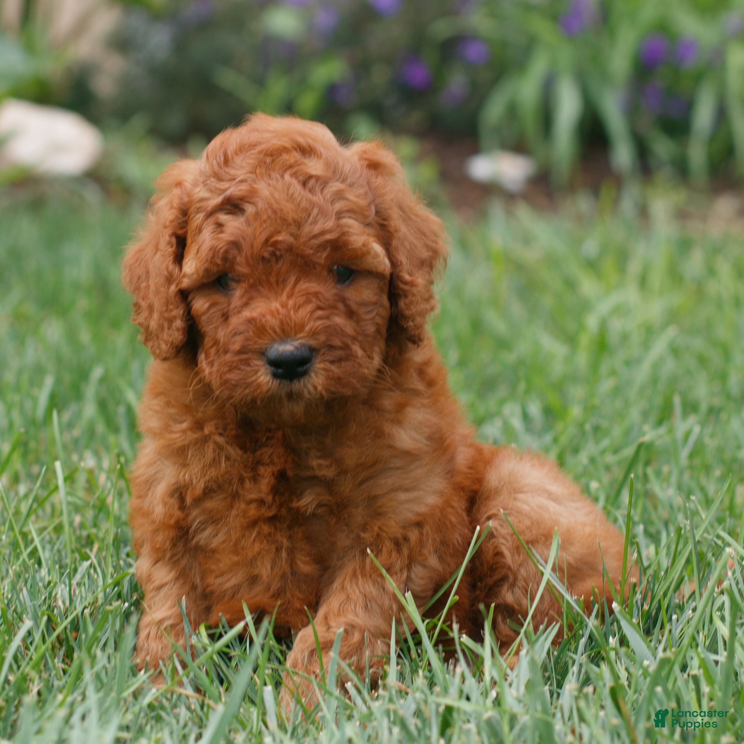 Miniature Labradoodle dogs Faith  - Ad 1