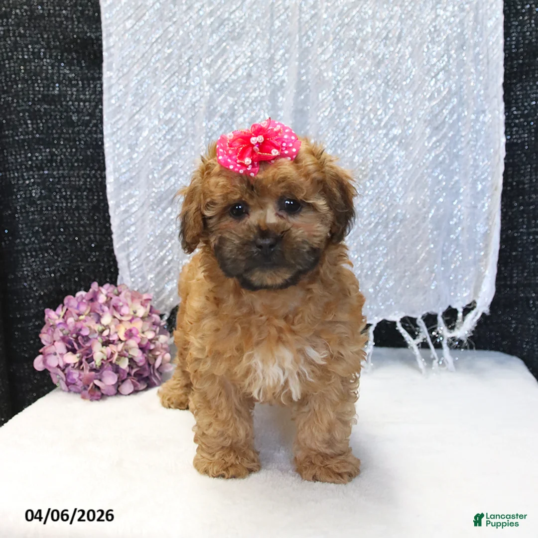 Shihpoo dogs for sale: Lulu - Ad 2