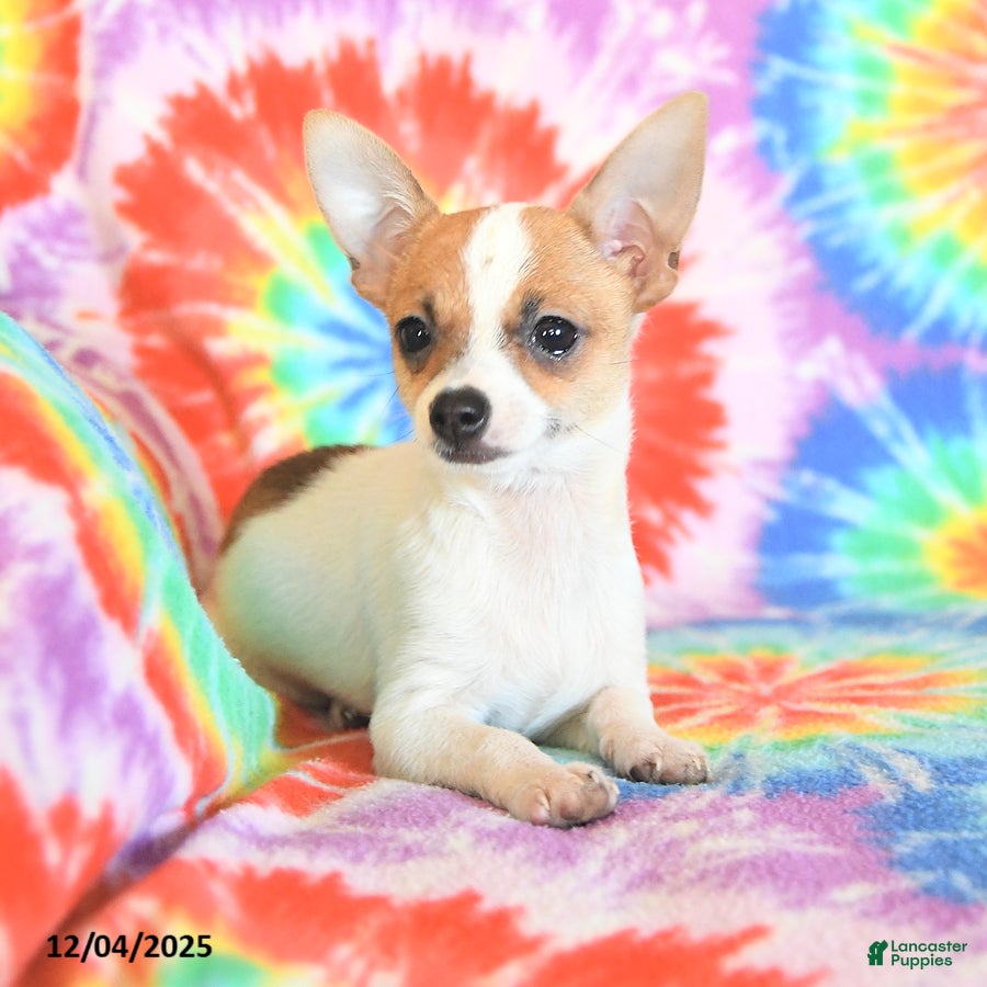 Chihuahua dogs Tucker - Ad 25