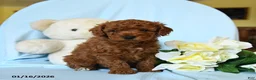 Toy Poodle dogs for sale: Waylon - Ad 1