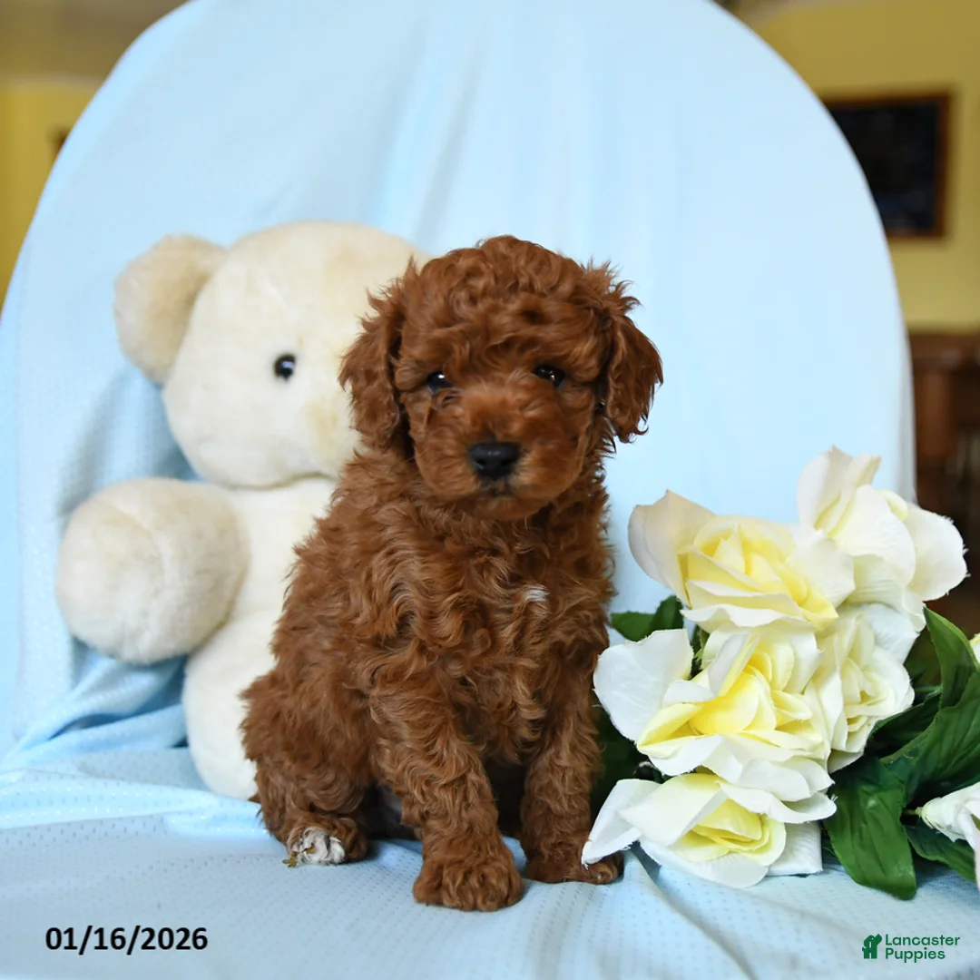 Toy Poodle dogs for sale: Waylon - Ad 1