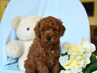 Toy Poodle dogs Waylon - Ad 33