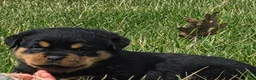 Rottweiler dogs for sale: Mr Benji - Ad 4