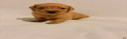 Golden Retriever dogs for sale: Golden Retriever 5 - Ad 4