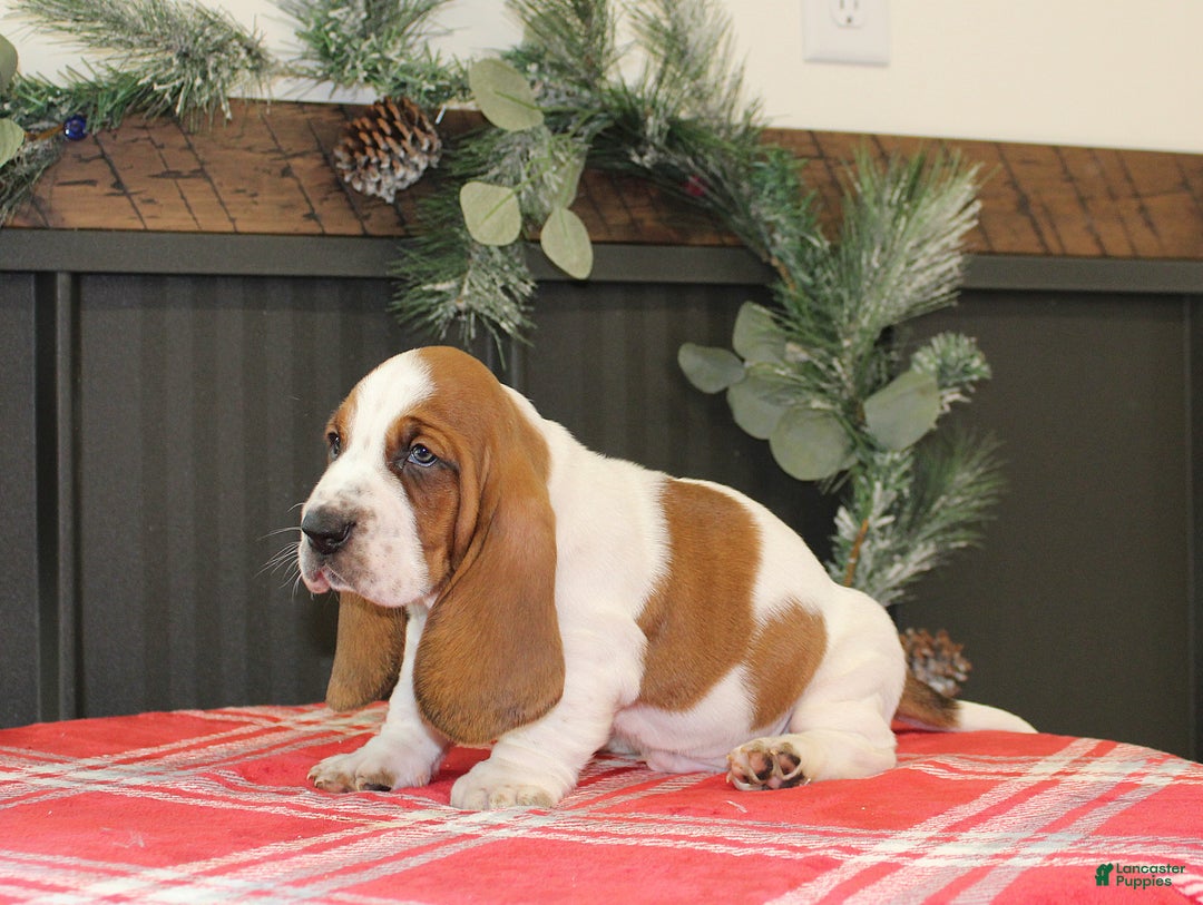 Basset Hound dogs for sale: Crinkle - Ad 3