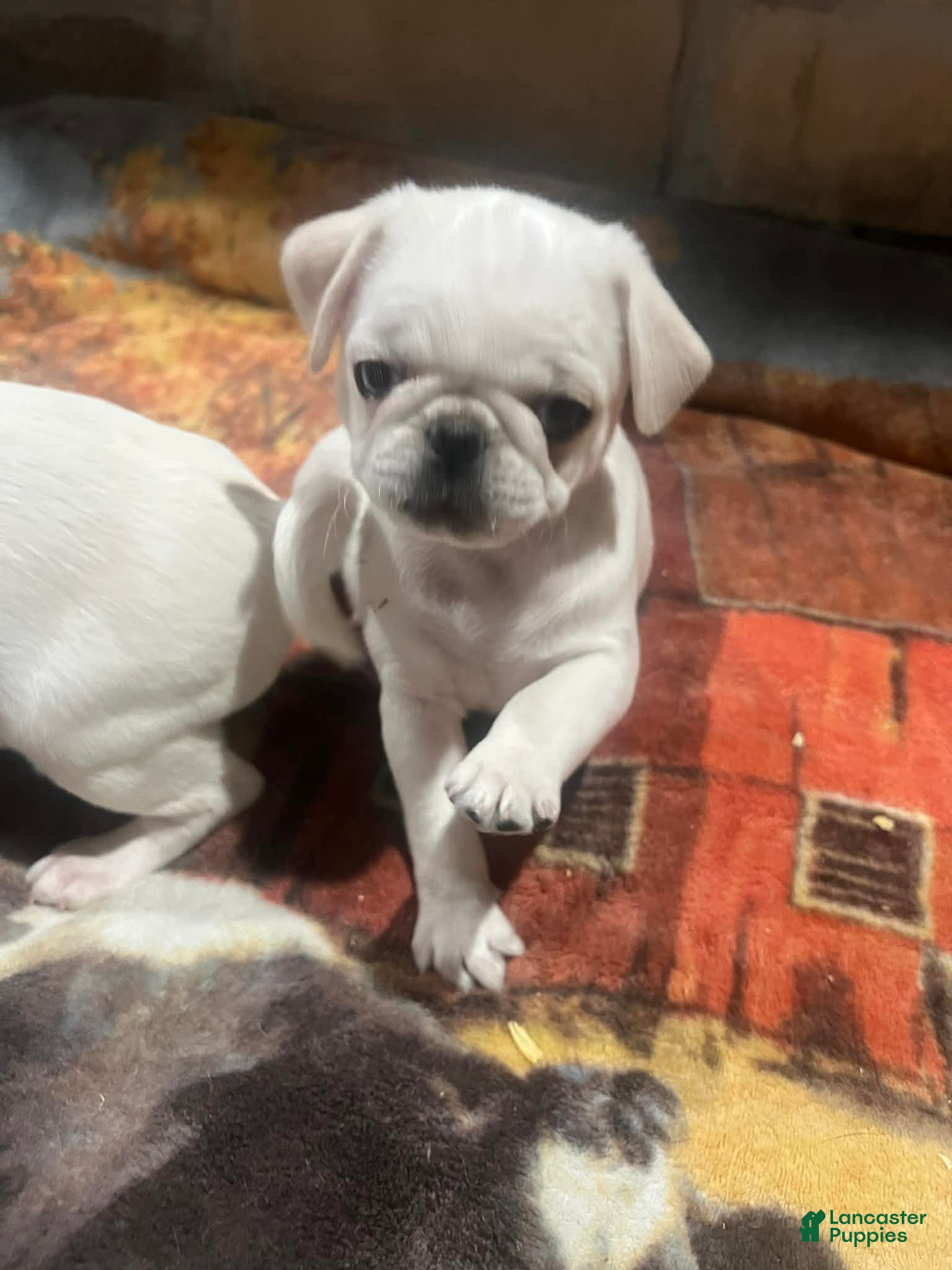 Pug dogs Biscuit  - Ad 1