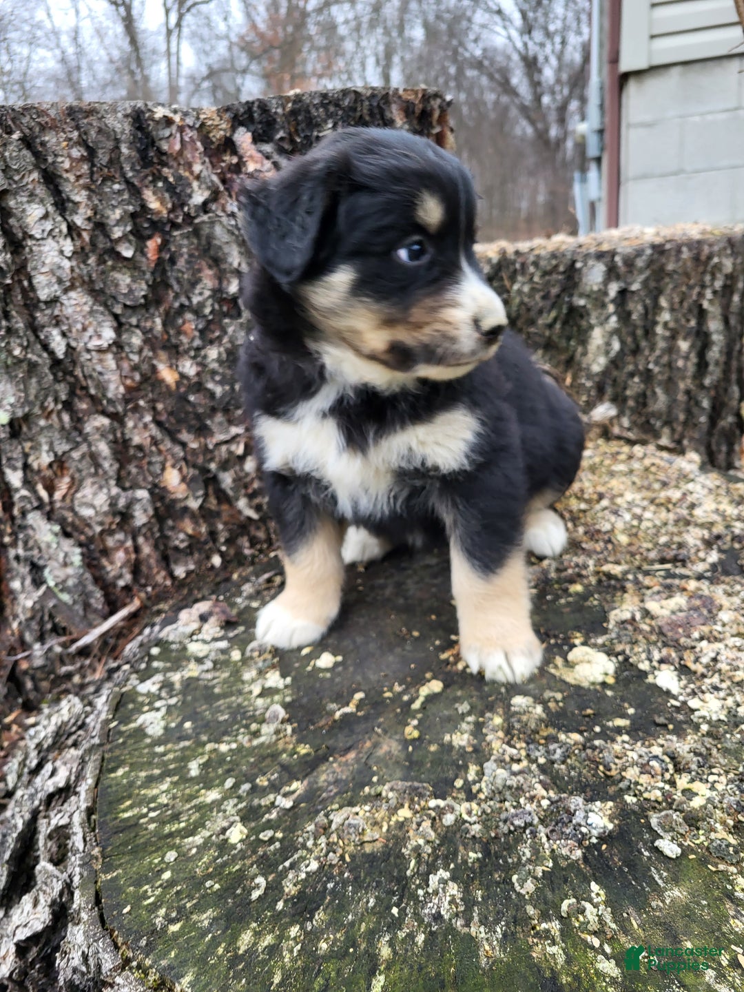 Mixed Breed dogs for sale: Pete - Ad 6