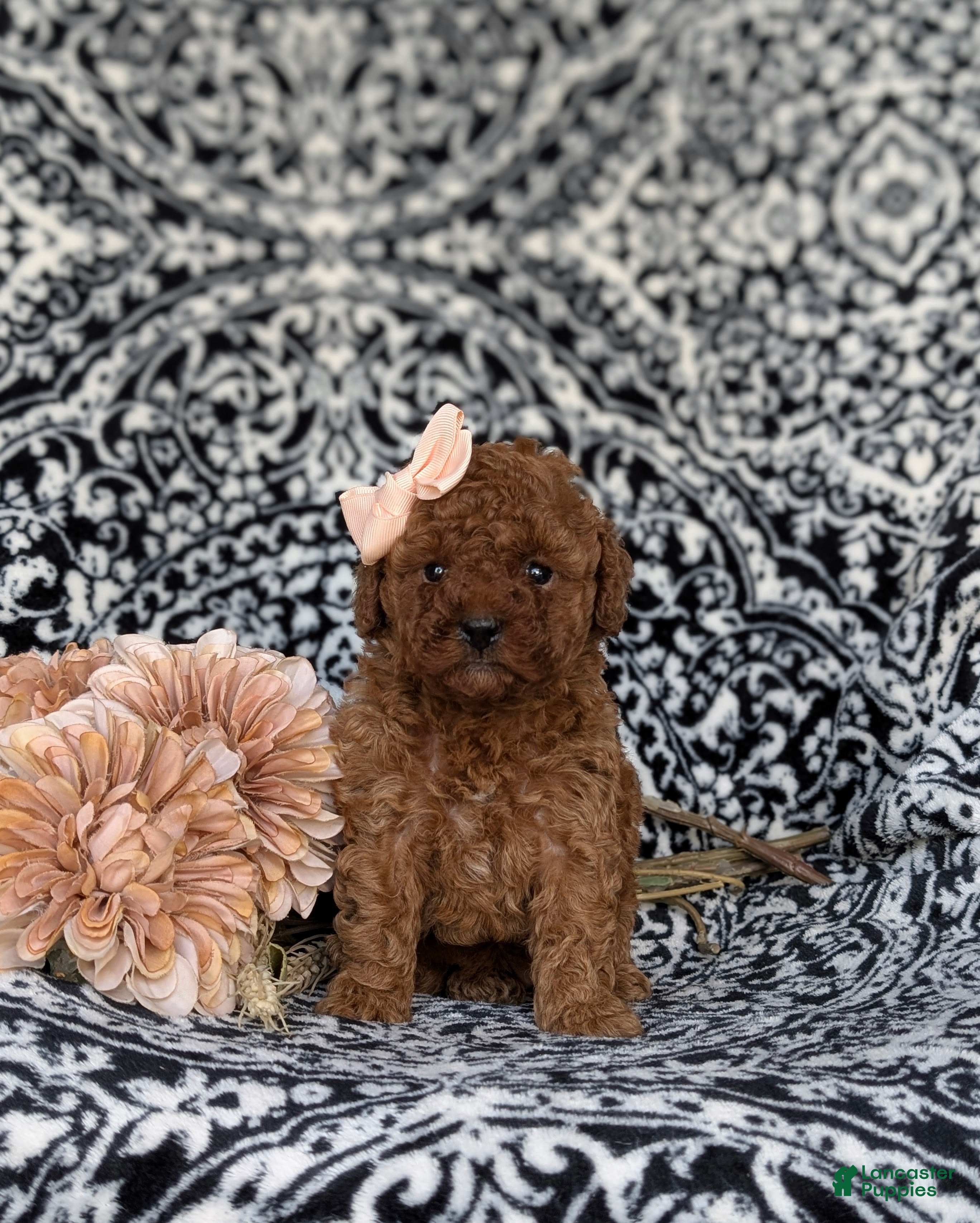 Miniature Poodle dogs Stormie - Ad 2