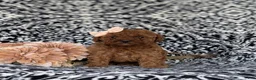 Miniature Poodle dogs for sale: Stormie - Ad 2