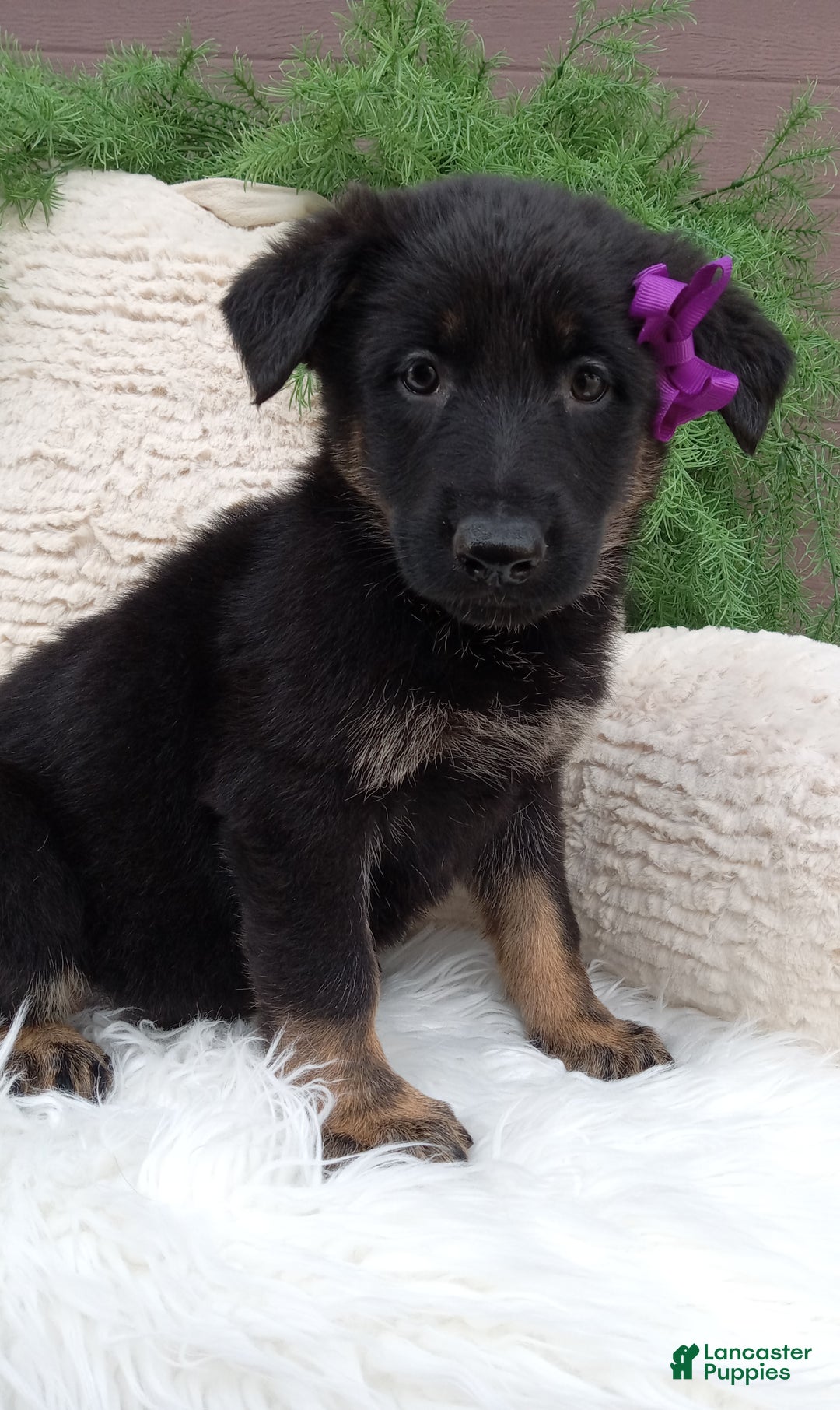 German Shepherd dogs for sale: Roxy  - Ad 4