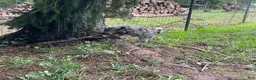 Mini Aussiedoodle dogs for sale: Grey - Ad 3