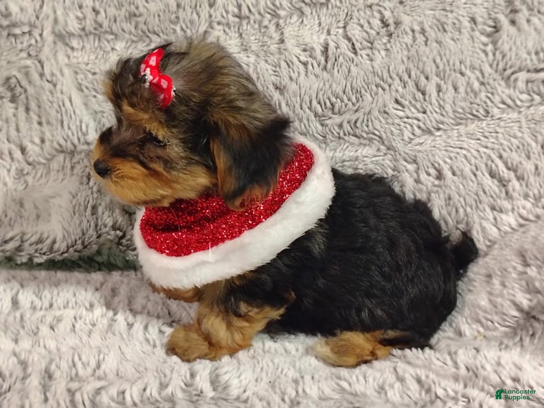 Yorkiepoo dogs for sale: Nova - Ad 3