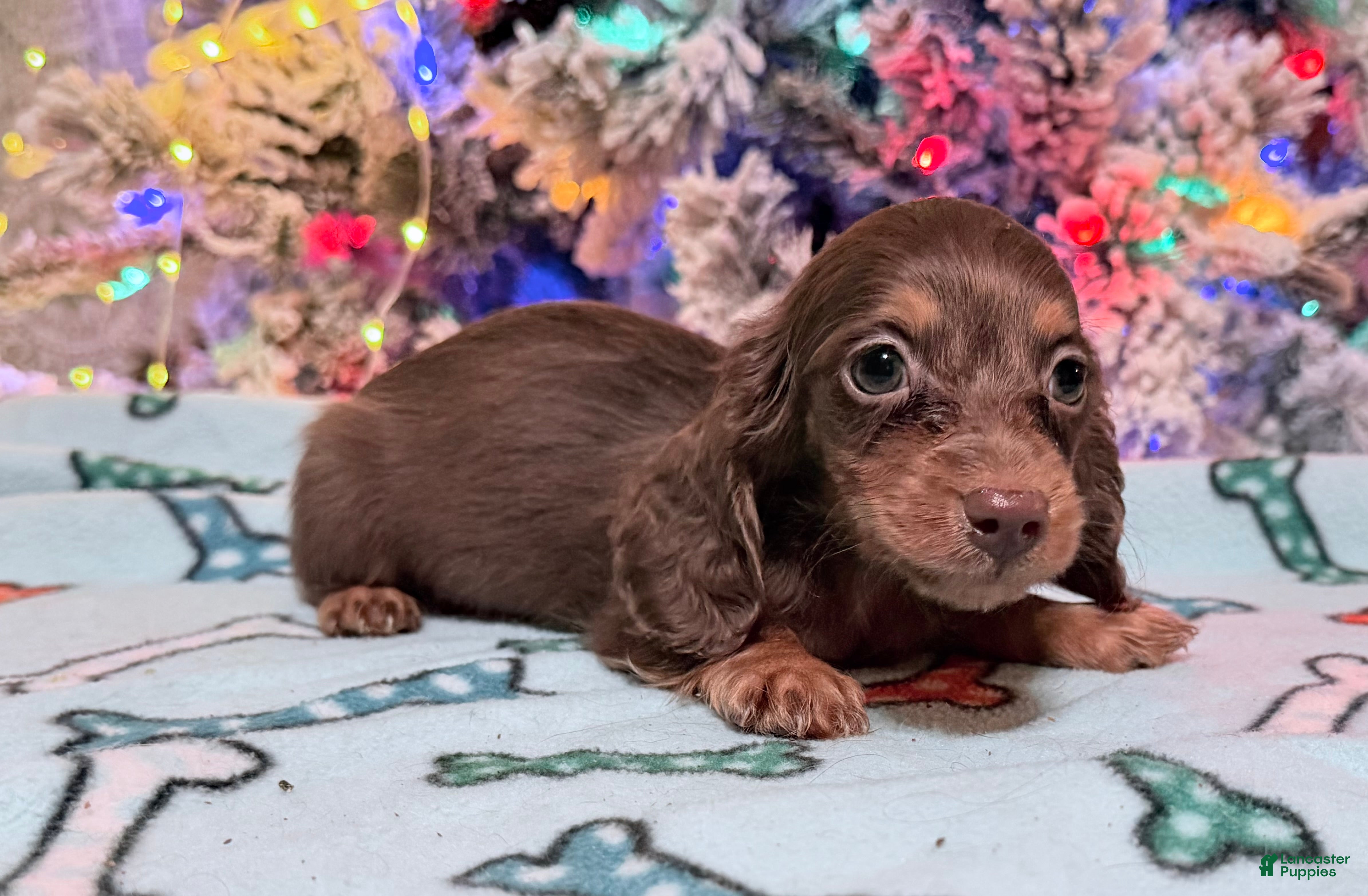 Miniature Dachshund dogs Ready Christmas eve - Ad 35