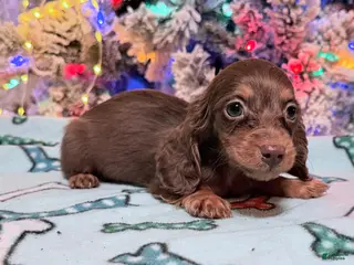 Miniature Dachshund dogs Ready Christmas eve - Ad 20